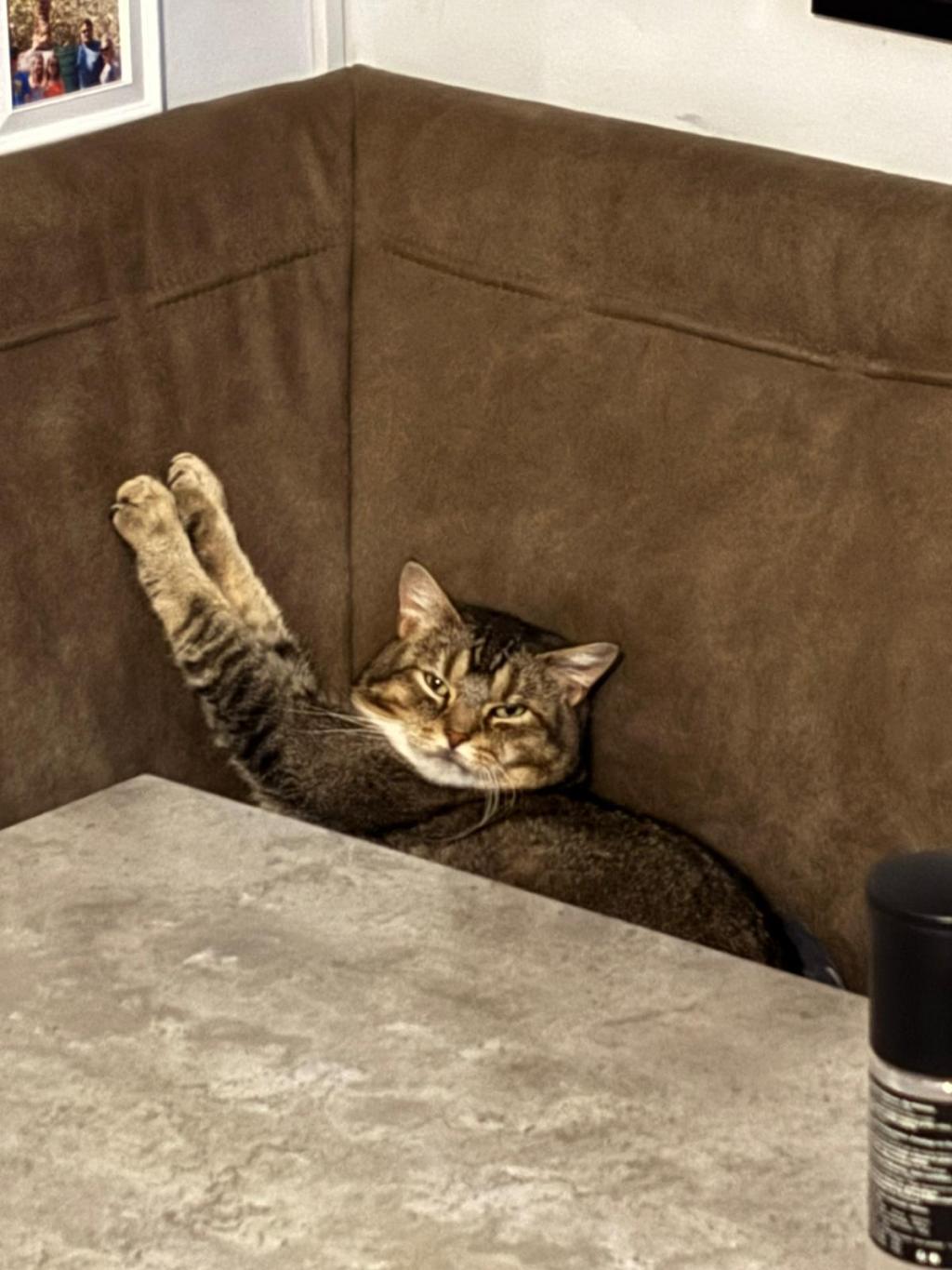 Meet Our New Furry&nbsp;Friend!