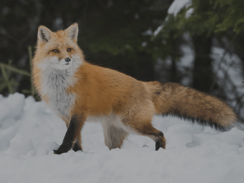 The Fox and the Things We Never&nbsp;Say